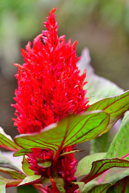 Celosia argentea / Celosia argentea '和服系列'